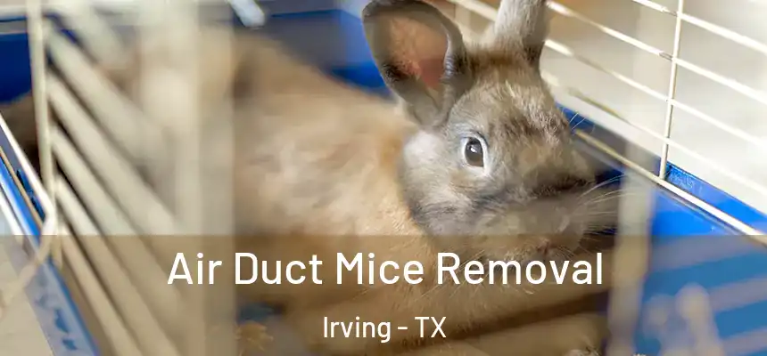 Air Duct Mice Removal Irving - TX