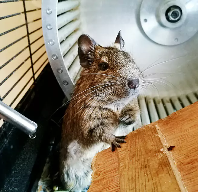 Why Homeowners & Businesses Trust Us Irving, TX